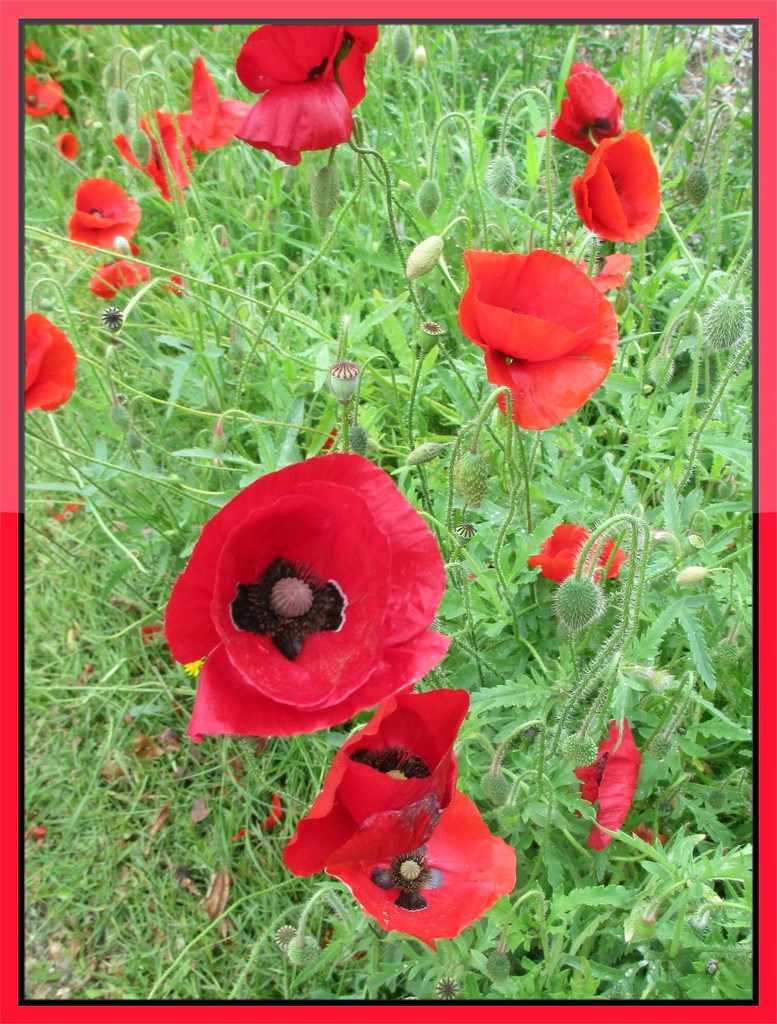 pop of colour poppies by jmj