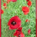 pop of colour poppies by jmj
