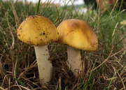 6th Aug 2016 - Yellow Patches Mushroom