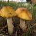 Yellow Patches Mushroom by loweygrace