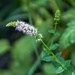 Mint Flower by gardencat