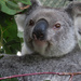 Glory days by koalagardens