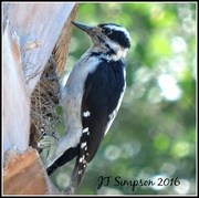 6th Aug 2016 - Palm Reader Female Nuttall Woodpecker
