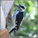 Palm Reader Female Nuttall Woodpecker by soylentgreenpics