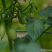 Tomato progress by thewatersphotos