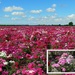 Phox flower field  by pyrrhula