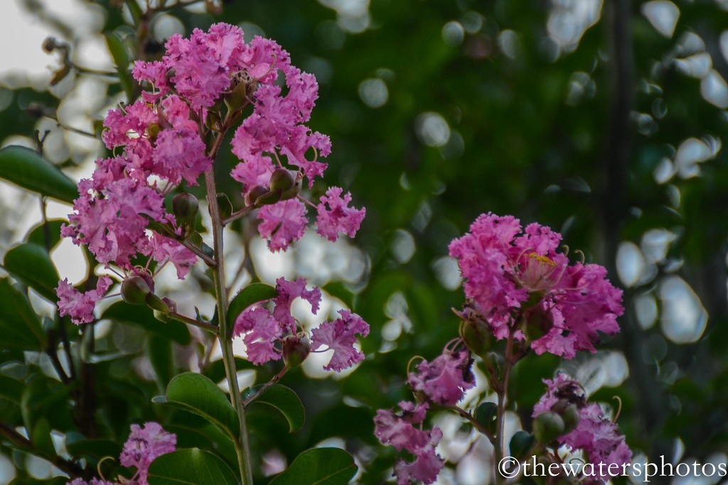 Crepe Myrtle...a Southern staple. by thewatersphotos
