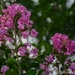 Crepe Myrtle...a Southern staple. by thewatersphotos