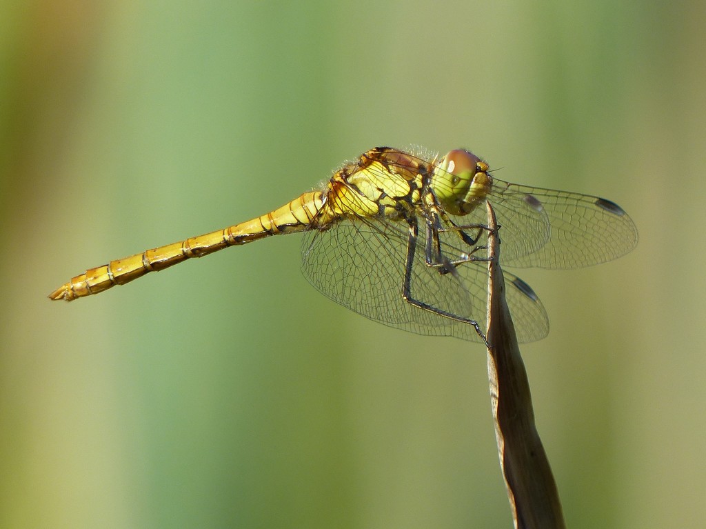  Common Darter Dragonfly (female) by susiemc