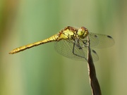 6th Aug 2016 -  Common Darter Dragonfly (female)