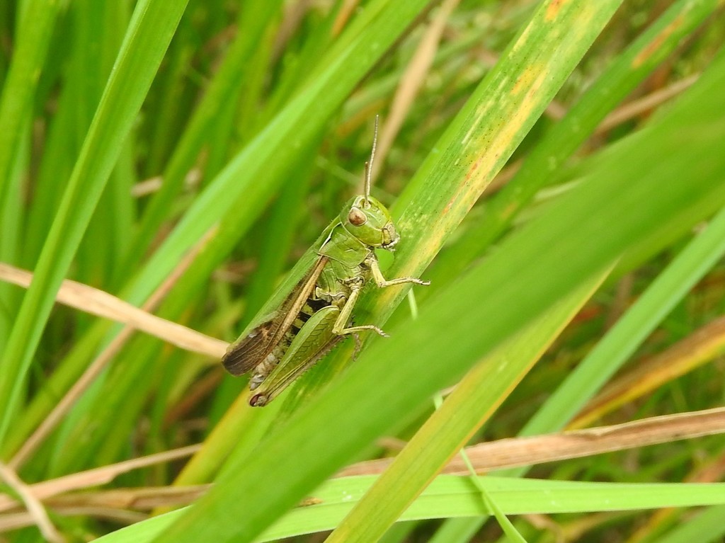  Grasshopper by oldjosh