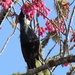 Tui feeding neighbours tree with new blossoms  by Dawn