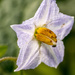 Horse Nettle by rminer