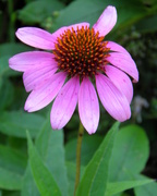 5th Aug 2016 - Cone Flower