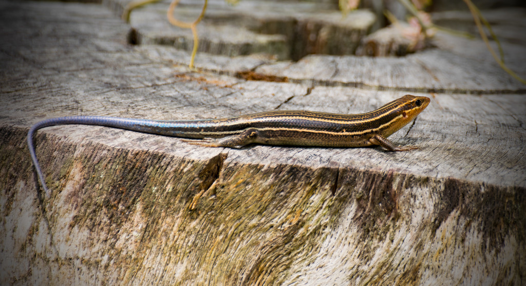 Skink on the Stump! by rickster549