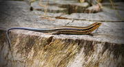 6th Aug 2016 - Skink on the Stump!