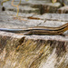 Skink on the Stump! by rickster549