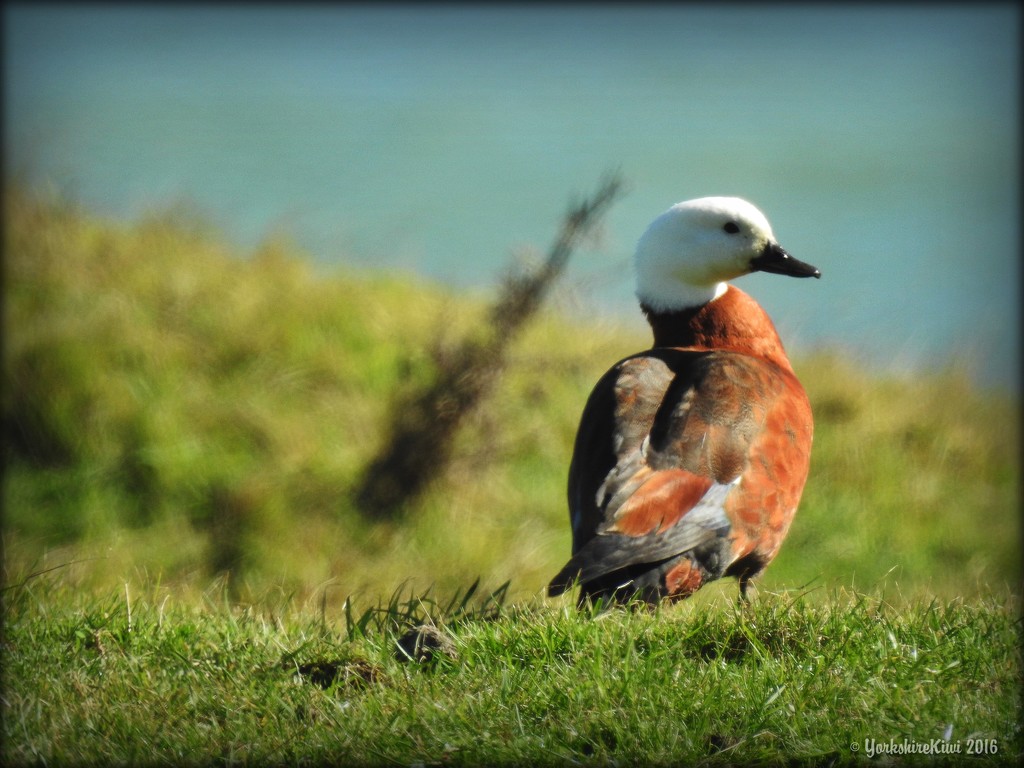 Paradise duck by yorkshirekiwi