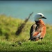Paradise duck by yorkshirekiwi