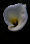 7th Aug 2016 - Arum lily