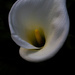 Arum lily by jodies
