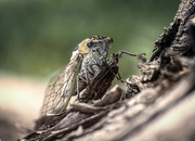 4th Aug 2016 - cicada