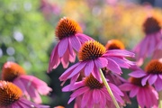 7th Aug 2016 - echinacea a/k/a coneflower