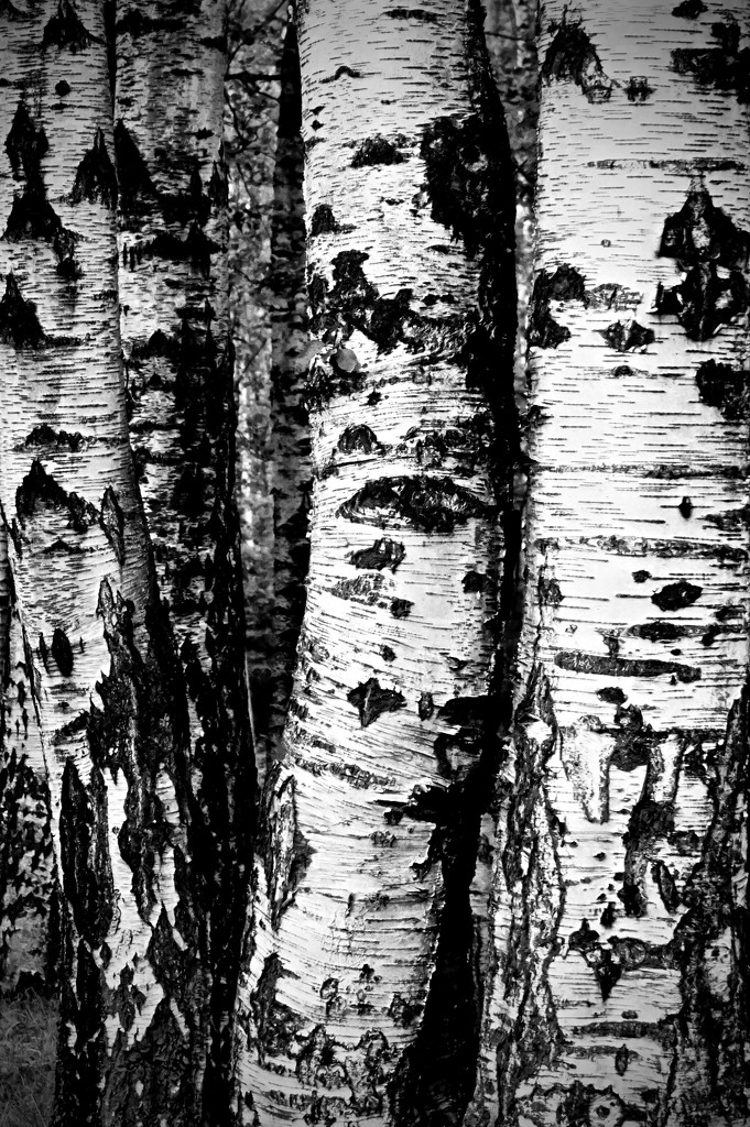 Birch by vera365