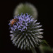 pollination by ianmetcalfe
