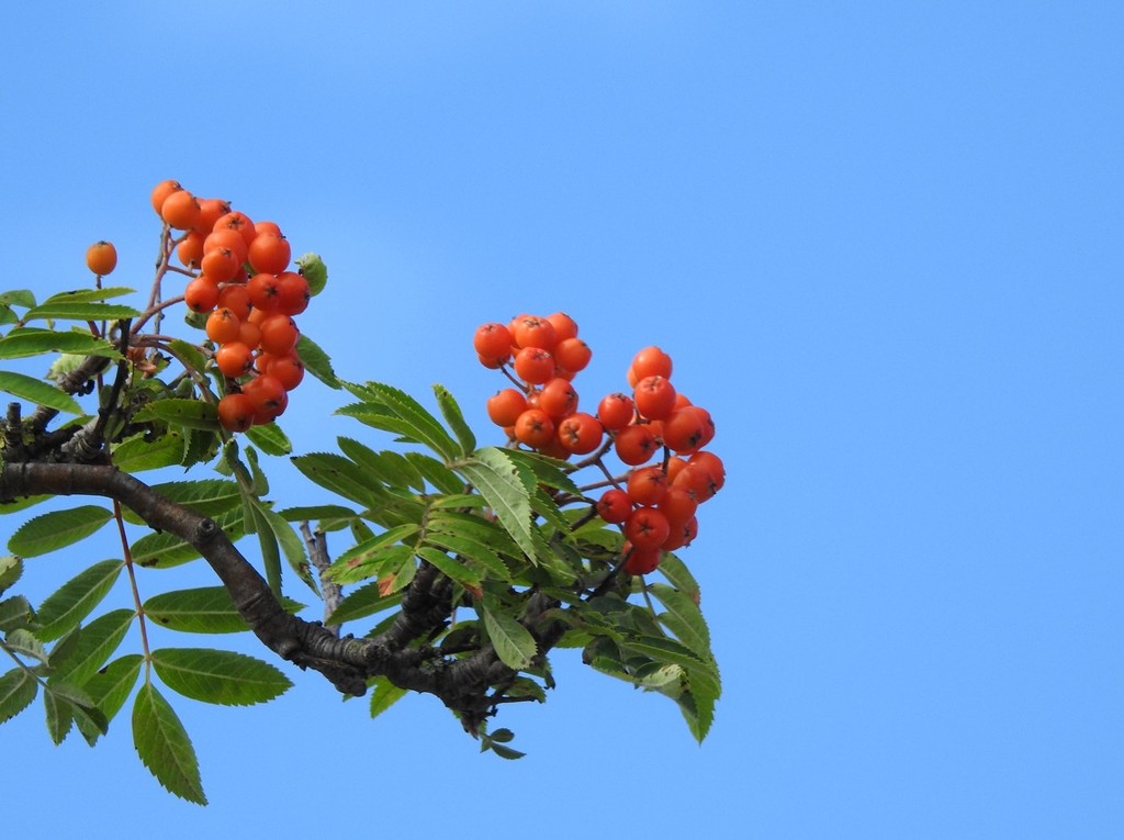 Red berries, blue sky by roachling