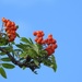 Red berries, blue sky by roachling