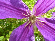 6th Aug 2016 - Clematis