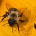 Bee Happy! by dianen
