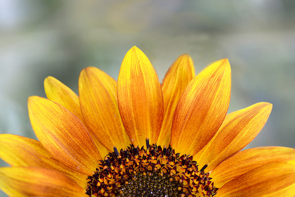 Sunflower sunrise! by fayefaye