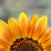 Sunflower sunrise! by fayefaye