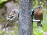 7th Aug 2015 -  Sharing -  Siskin and Chaffinch 