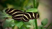 7th Aug 2016 - Zebrawing Butterfly!