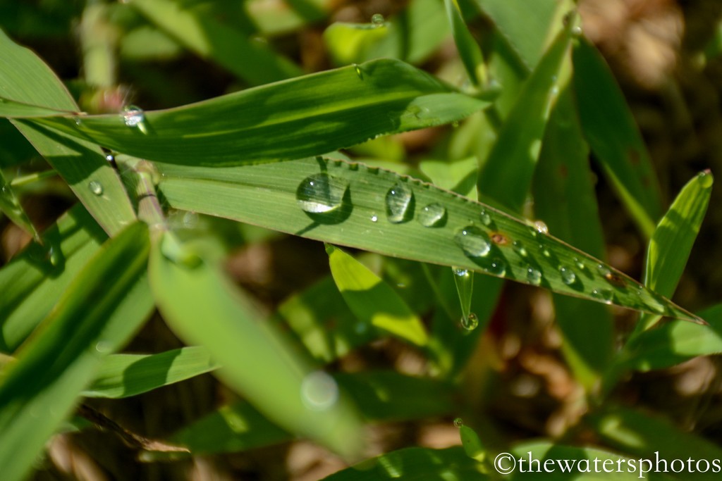 Dew drops by thewatersphotos