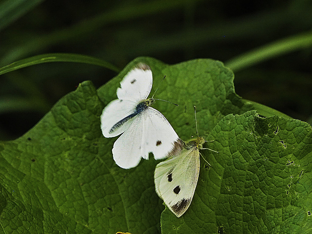 A pair of white butteflies pairing by rminer