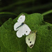 A pair of white butteflies pairing by rminer