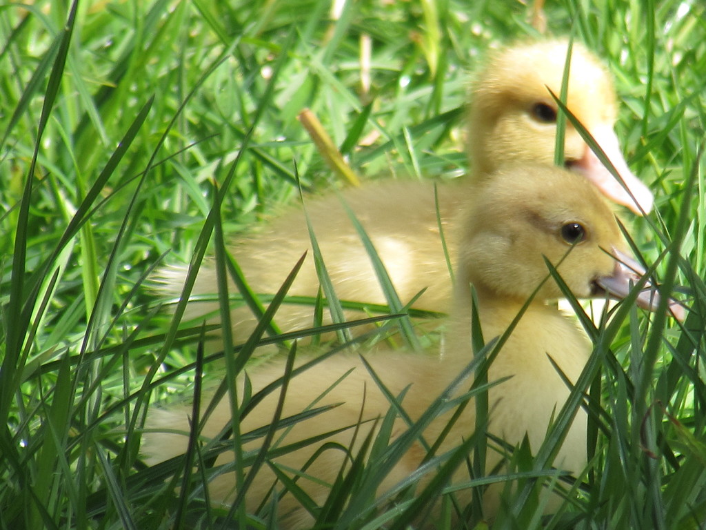 Grass and Ducklings  by Dawn