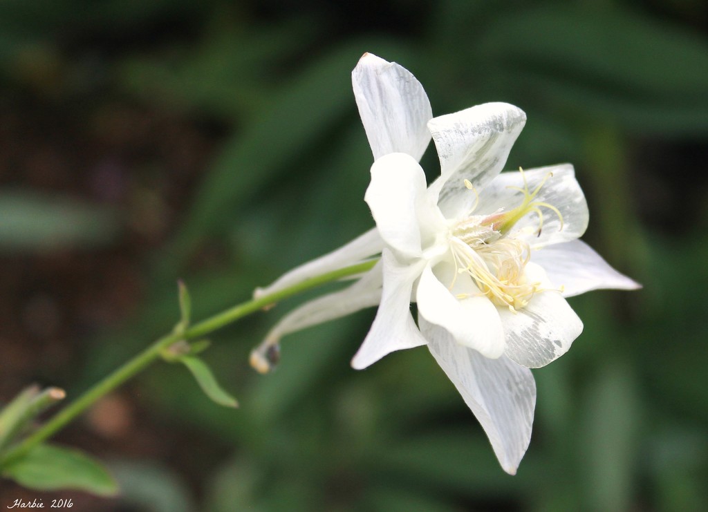 White Columbine IV in Color by harbie