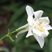 White Columbine IV in Color by harbie
