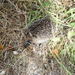 A Baby Hedgehog by snoopybooboo