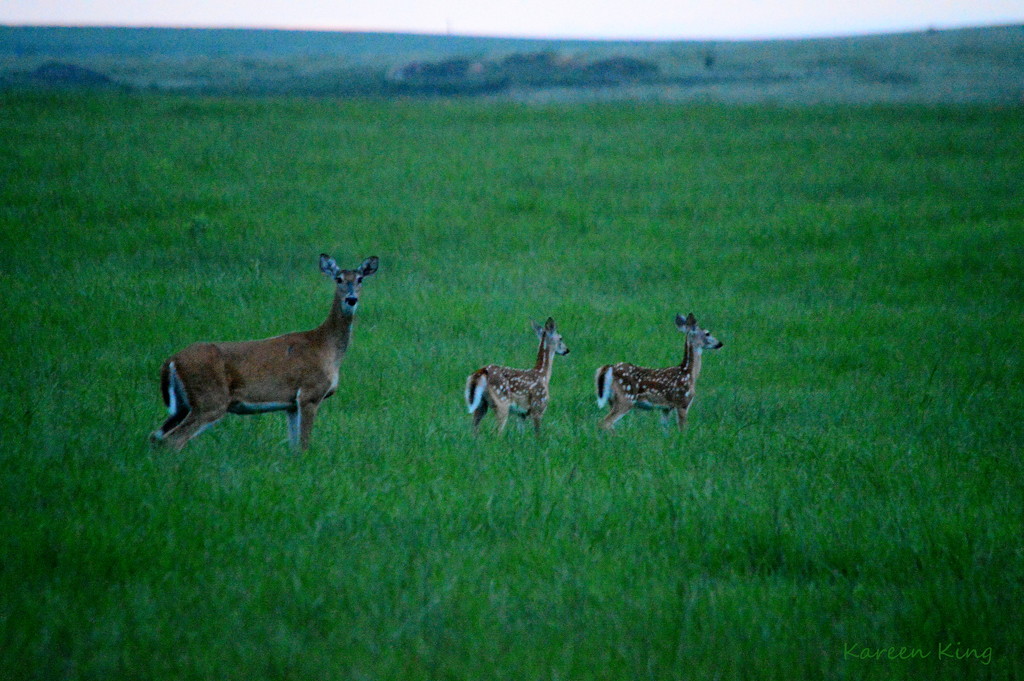 Mama. Bambi #1, and Bambi #2 by kareenking