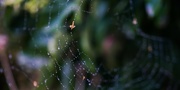 7th Aug 2016 - Petal caught in wet web