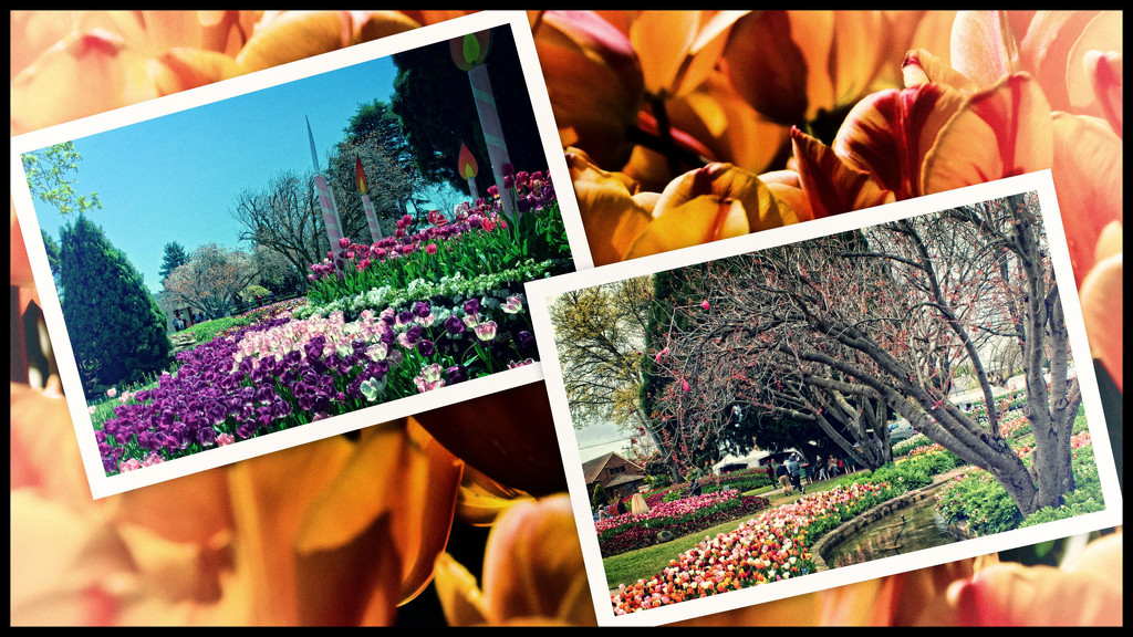 Bowral Tulip Festival by annied