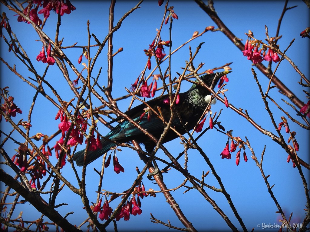 Tui in the blossom by yorkshirekiwi