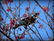 8th Aug 2016 - Tui in the blossom