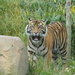 Sumatran Tiger by philhendry